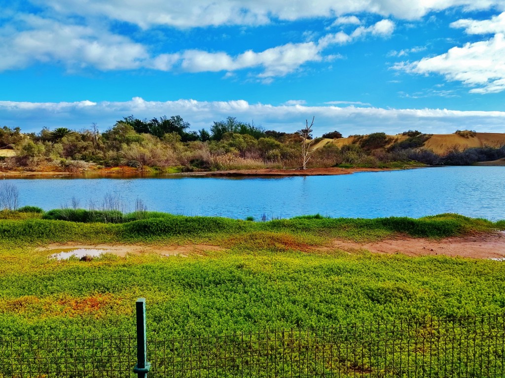Foto: Charca de Maspalomas - Maspalomas (Las Palmas), España