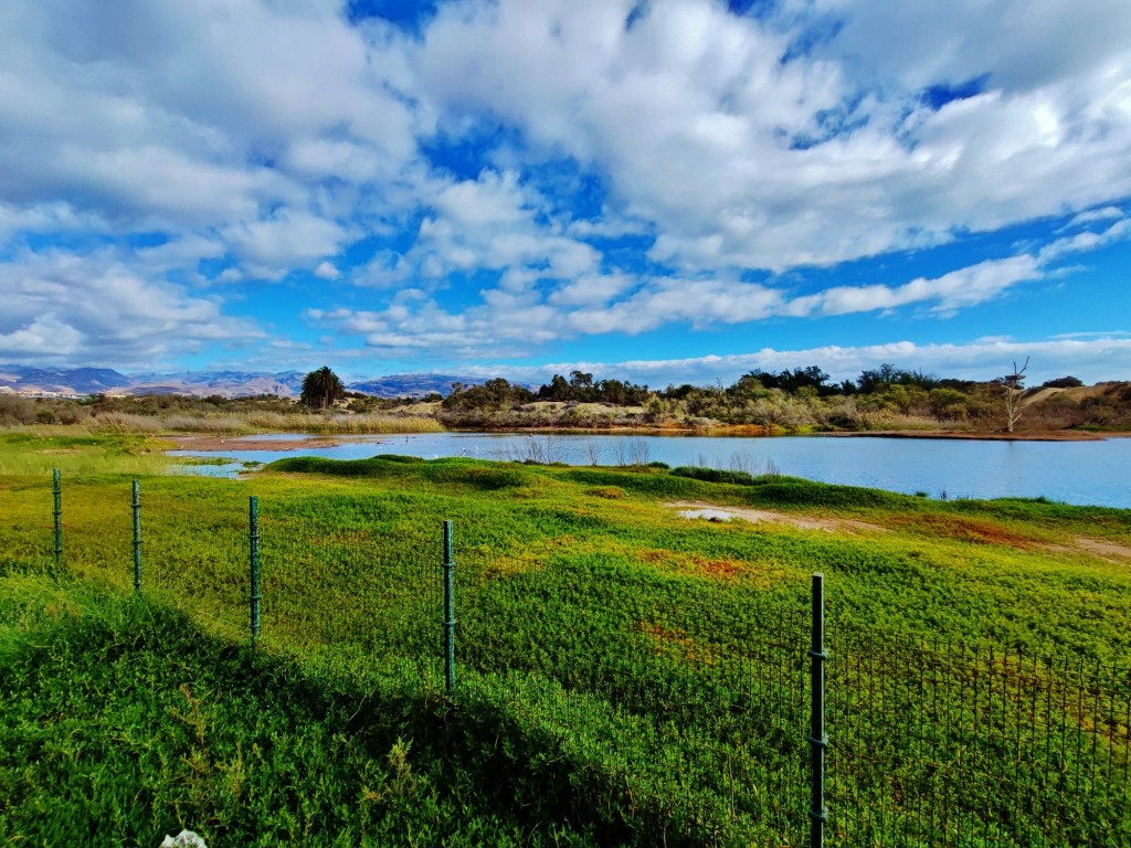 Foto: Charca de Maspalomas - Maspalomas (Las Palmas), España