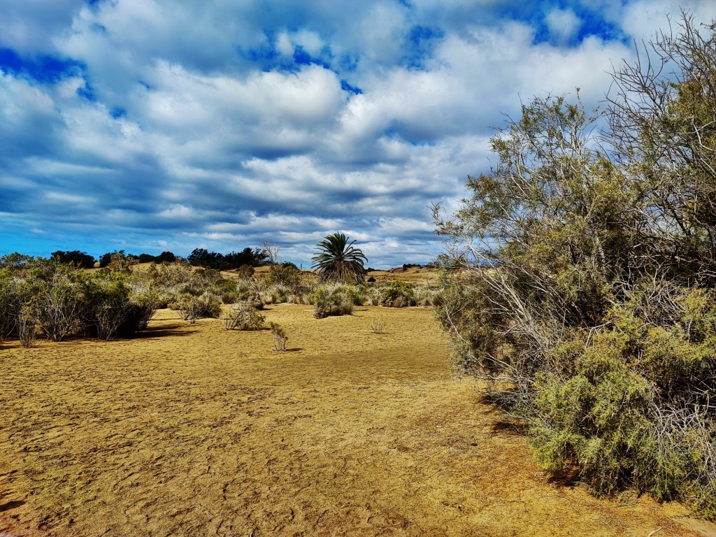 Foto: Dunas de Maspalomas - Maspalomas (Las Palmas), España