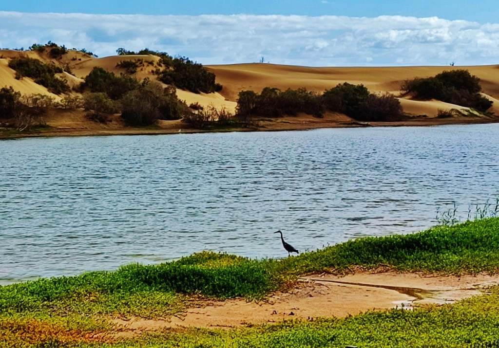 Foto: Charca de Maspalomas - Maspalomas (Las Palmas), España