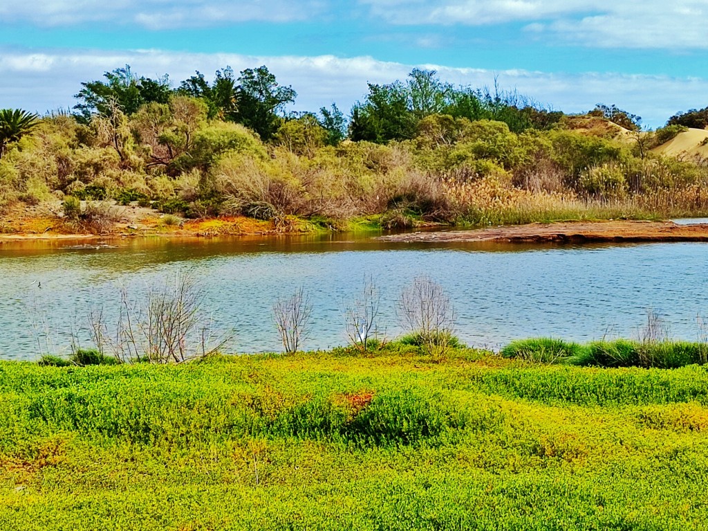 Foto: Charca de Maspalomas - Maspalomas (Las Palmas), España