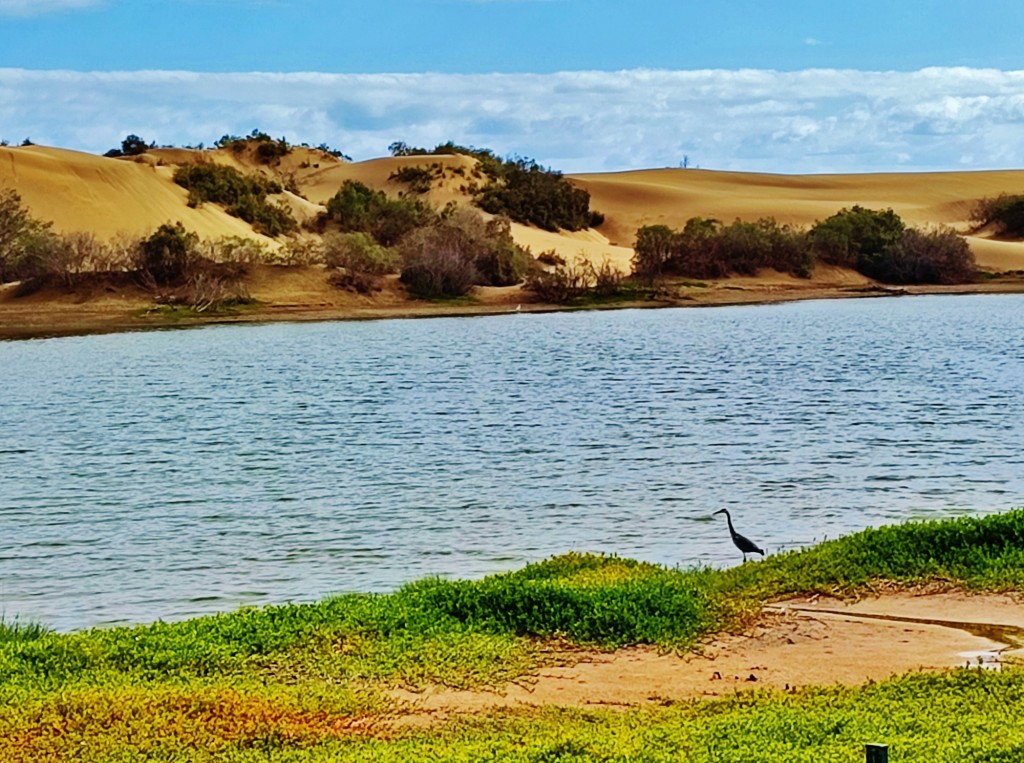 Foto: Charca de Maspalomas - Maspalomas (Las Palmas), España