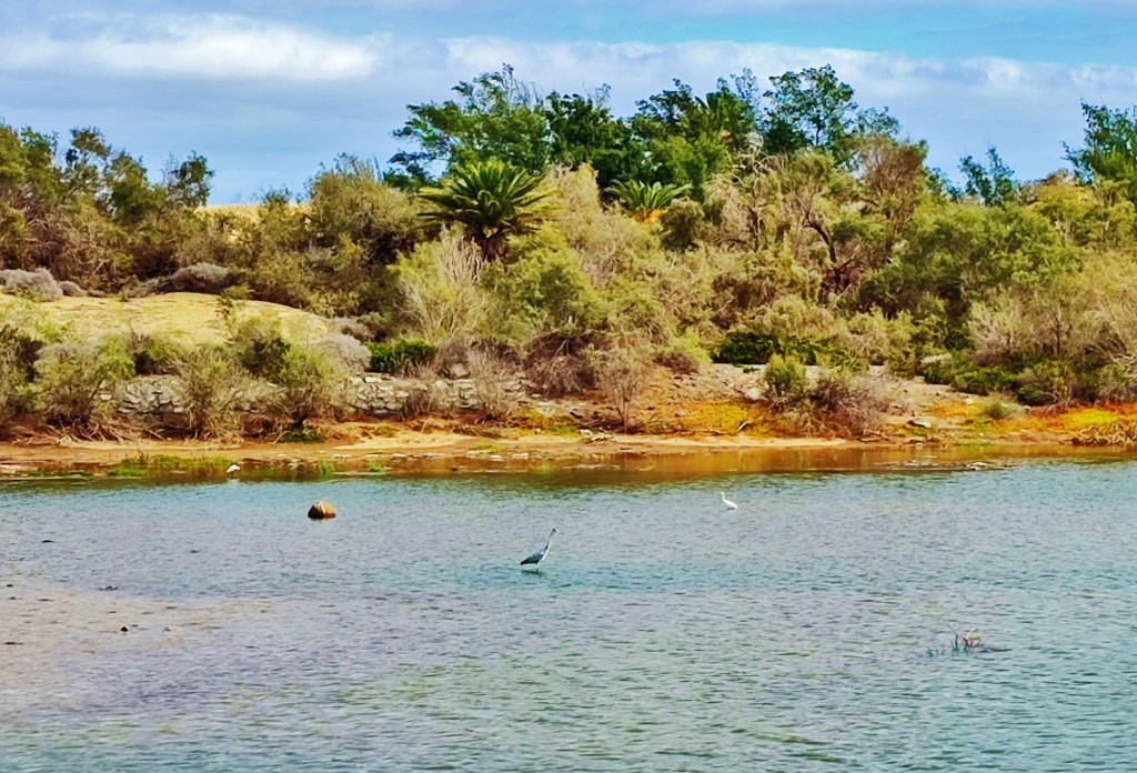 Foto: Charca de Maspalomas - Maspalomas (Las Palmas), España