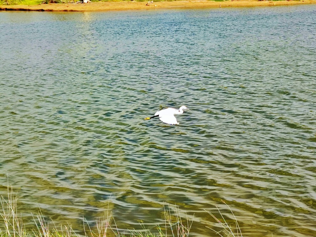 Foto: Charca de Maspalomas - Maspalomas (Las Palmas), España