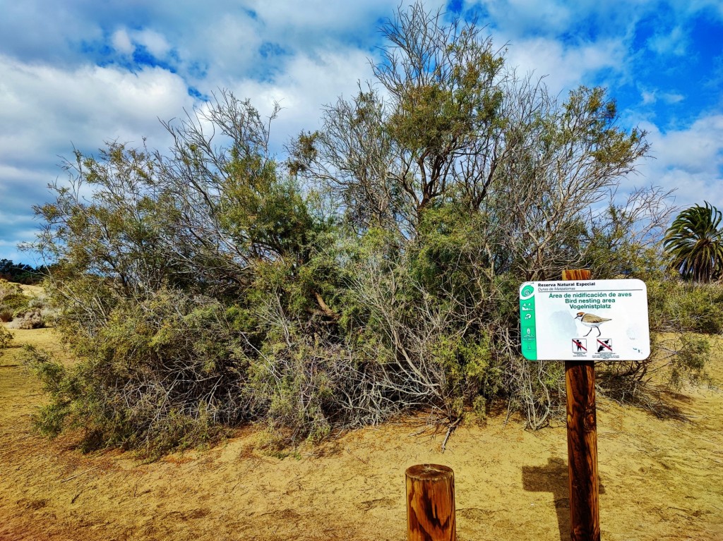 Foto: Dunas de Maspalomas - Maspalomas (Las Palmas), España