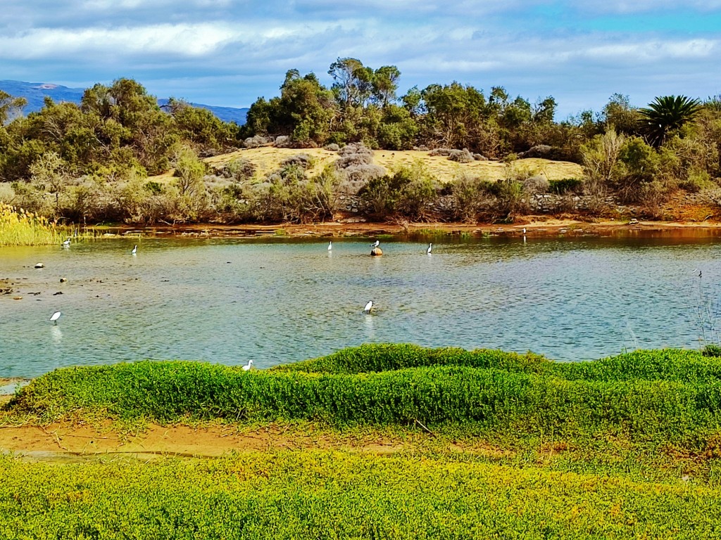 Foto: Charca de Maspalomas - Maspalomas (Las Palmas), España
