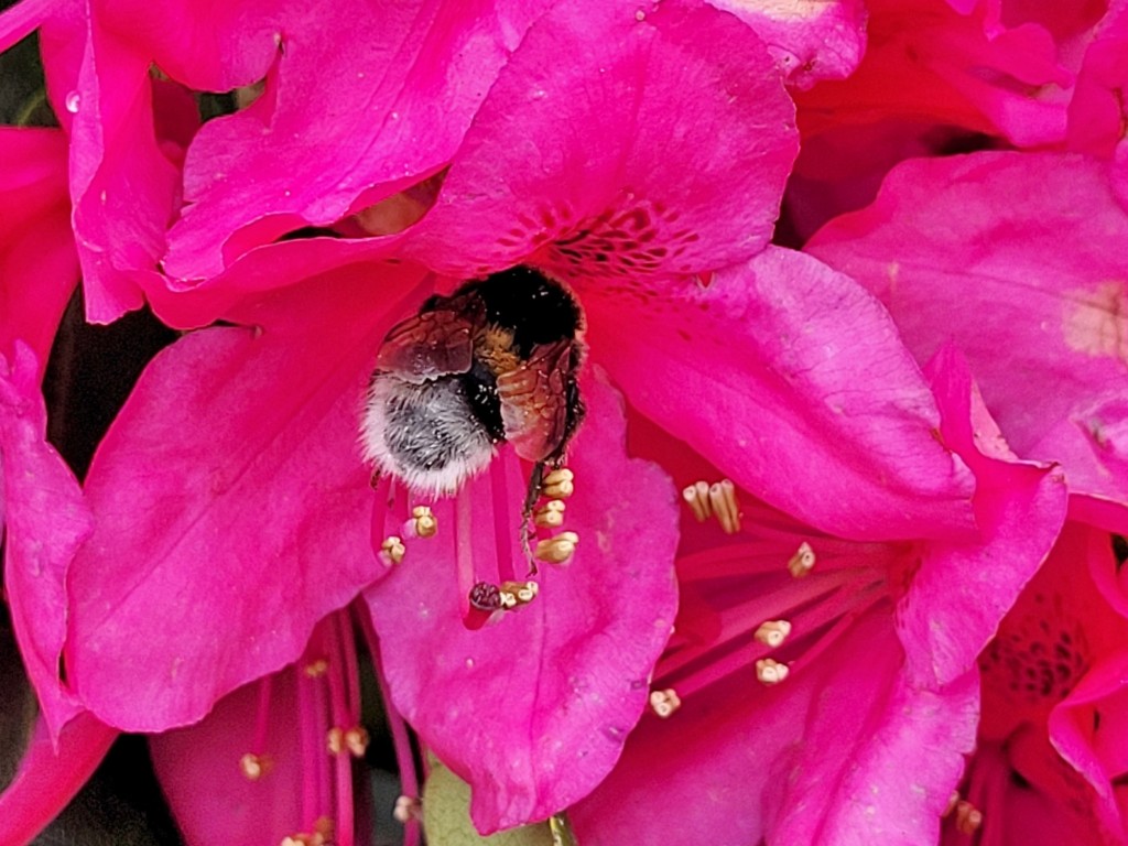Foto: Tiempo de flores 2023 - Girona (Cataluña), España