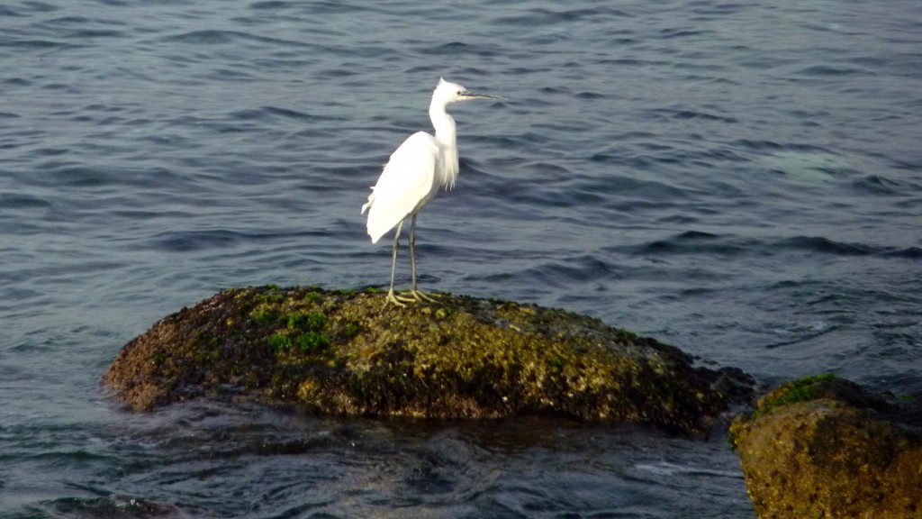 Foto: Garza - Reggio Calabria (Calabria), Italia