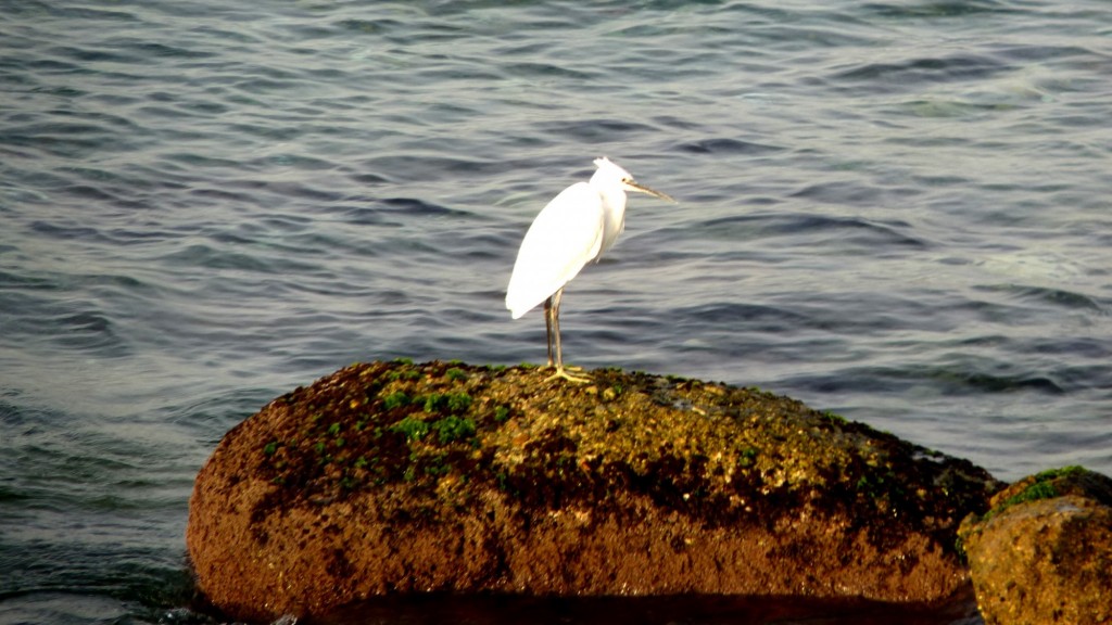 Foto: Garza - Reggio Calabria (Calabria), Italia