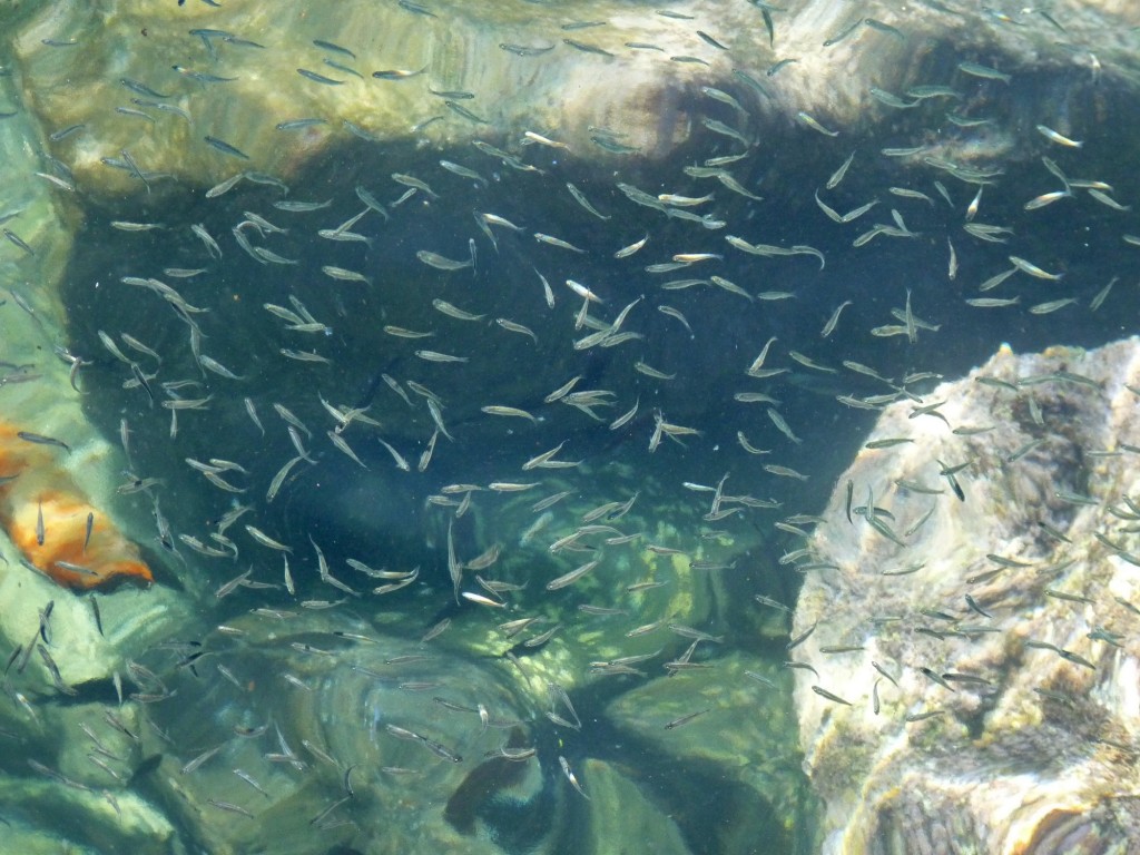Foto: Costa Amalfitana - Amalfi (Campania), Italia