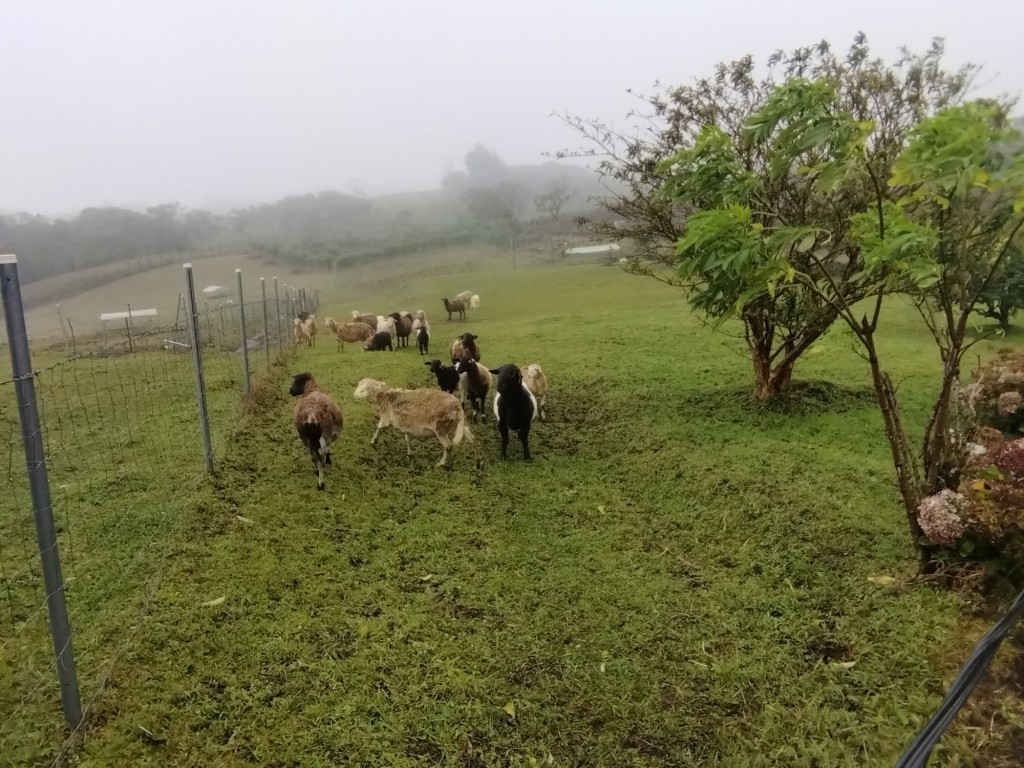 Foto de San isidro (Heredia), Costa Rica