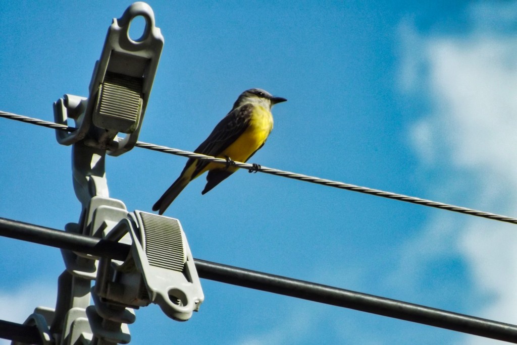 Foto: ave en red electrica - Departamento de Santander (Santander), Colombia