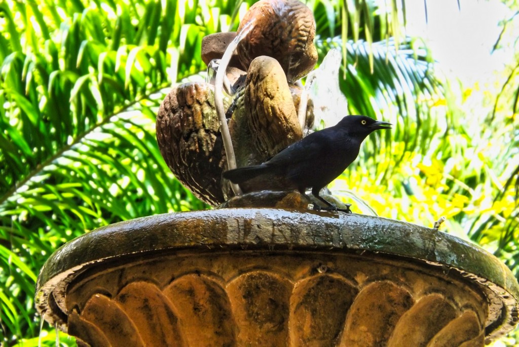 Foto: avistamiento de aves Galán Santander - Departamento de Santander (Santander), Colombia