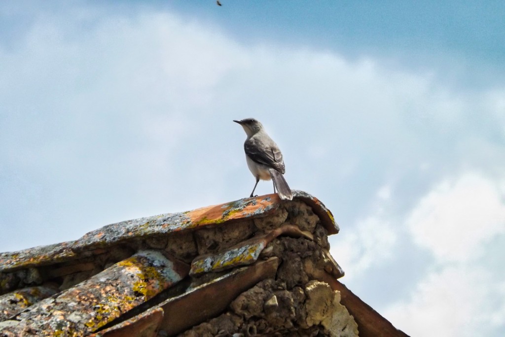 Foto: ave en tejado - Departamento de Santander (Santander), Colombia