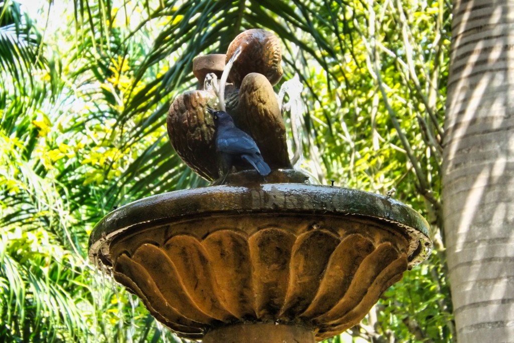 Foto: ave en fuente Galán Santander - Departamento de Santander (Santander), Colombia