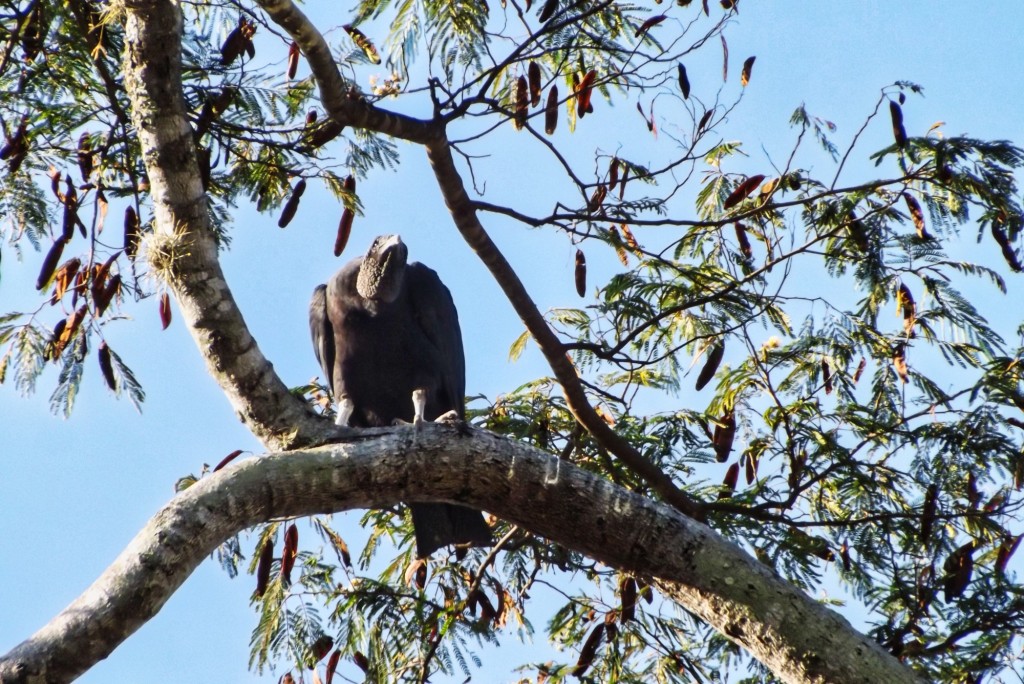 Foto: ave de rapiña 2 - Departamento de Santander (Santander), Colombia