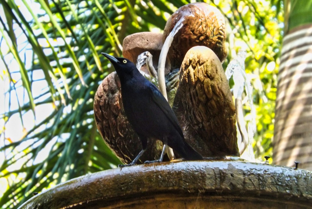 Foto: avistamiento de aves Galán Santander - Departamento de Santander (Cundinamarca), Colombia