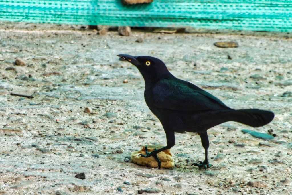 Foto: Ave alimentandose - Departamento de Santander (Santander), Colombia