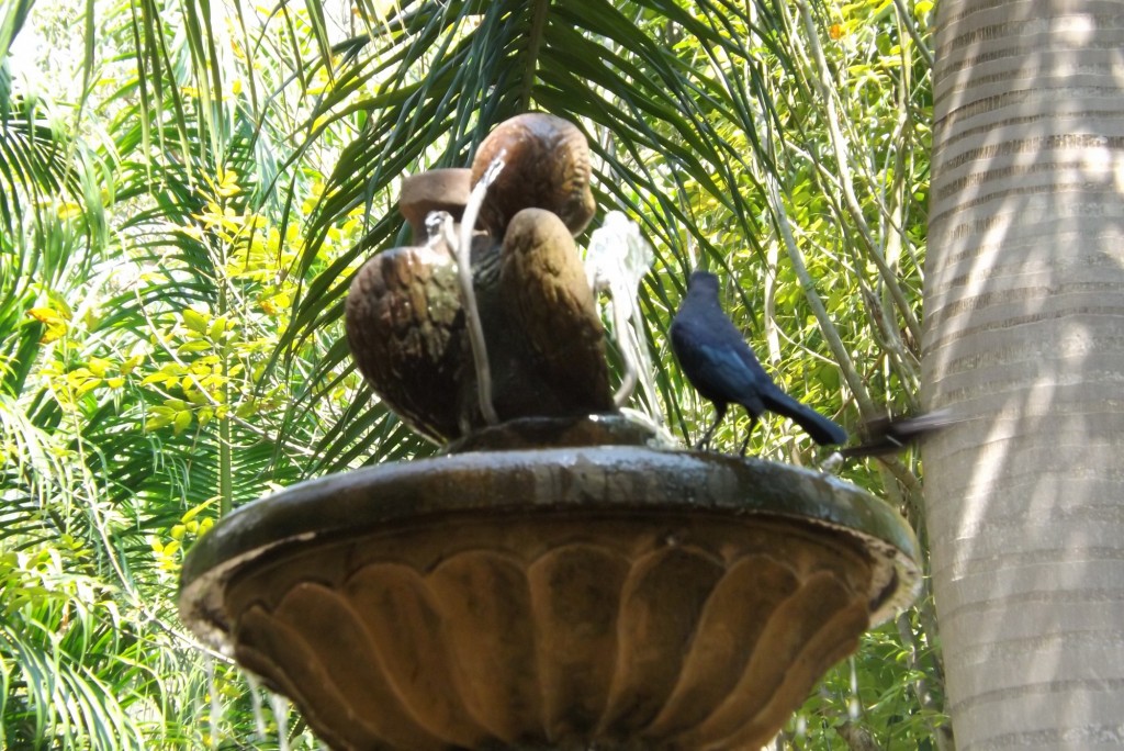 Foto: Ave en fuente Galán Santander - Departamento de Santander (Santander), Colombia