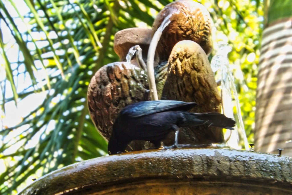 Foto: avistamiento de aves Galán Santander - Departamento de Santander (Santander), Colombia
