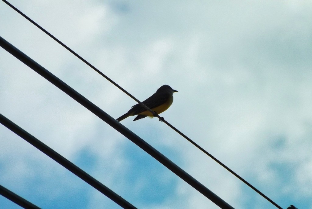 Foto: ave en red telefonica - Departamento de Santander (Santander), Colombia