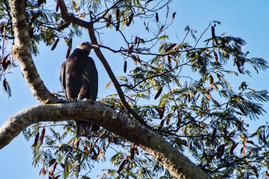 Foto: ave de rapiña - Departamento de Santander (Santander), Colombia
