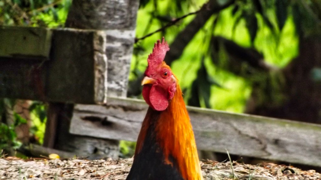 Foto: Gallo - Departamento de Santander (Cundinamarca), Colombia