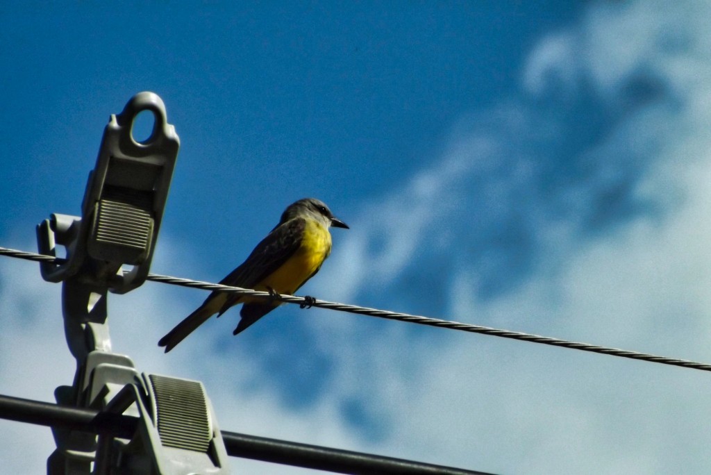 Foto: ave en red electrica - Departamento de Santander (Santander), Colombia