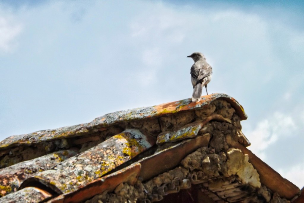 Foto: ave en tejado - Departamento de Santander (Norte de Santander), Colombia