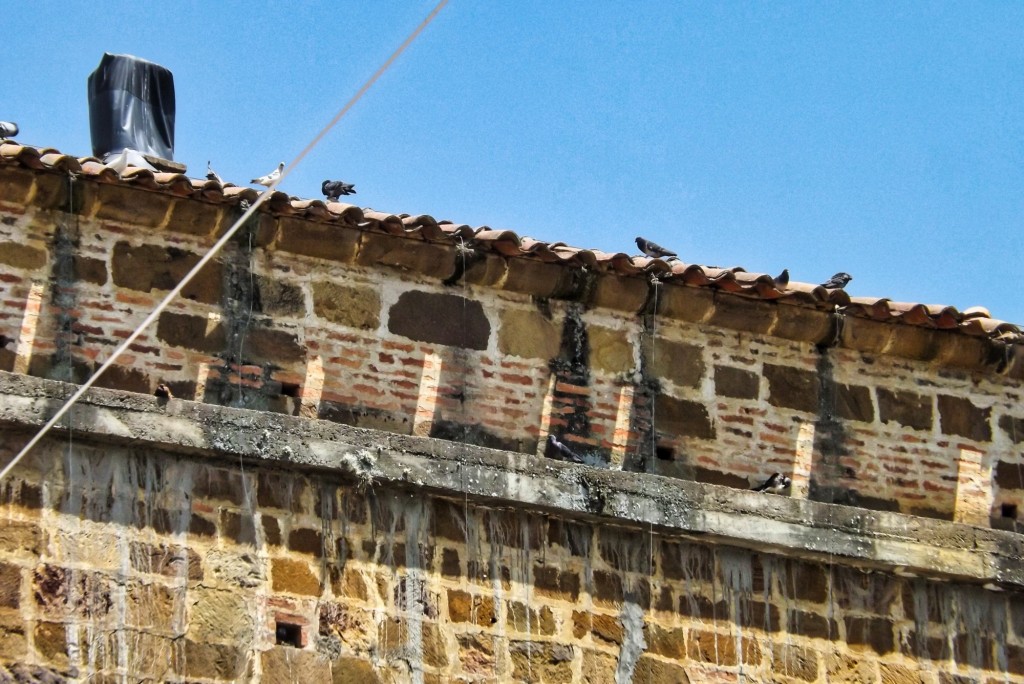 Foto: Avistamiento de aves en Santander - Santander, Colombia