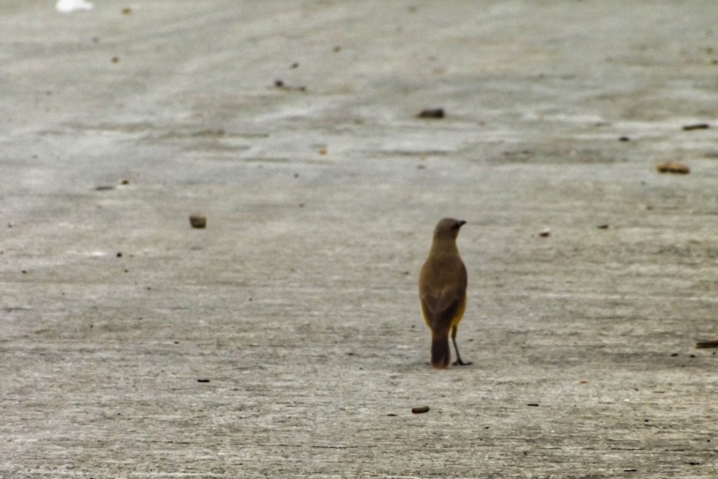 Foto: aves - Departamento de Santander (Santander), Colombia