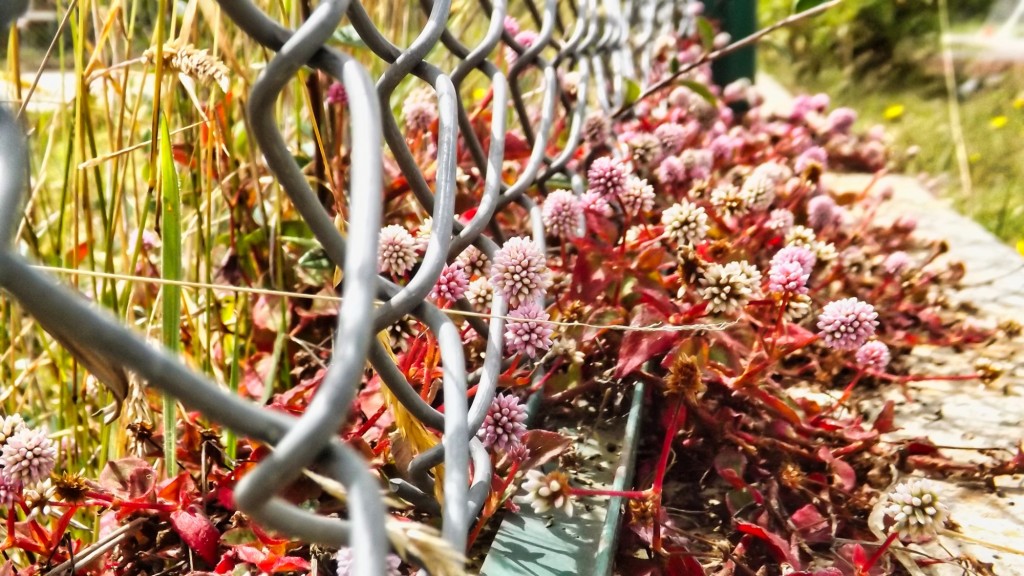 Foto: Flores en Villapinzón - Villapinzón, Colombia