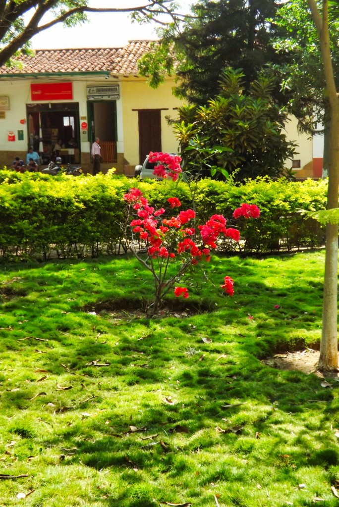 Foto: FLORES Y PLANTAS  parque principal - Galán (Santander), Colombia