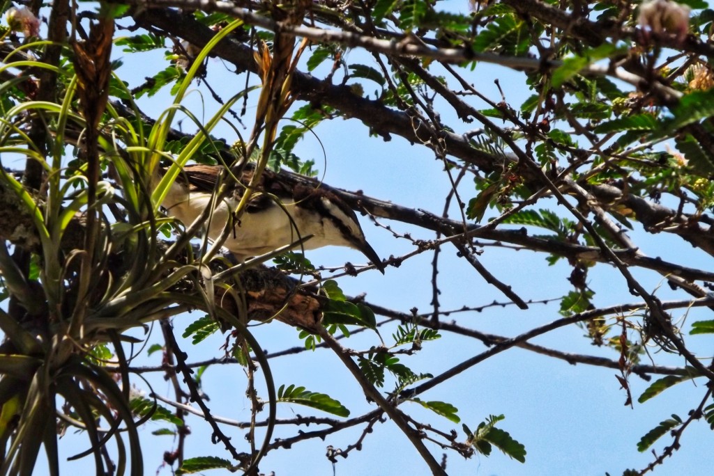 Foto: Avistamiento de aves en Santander - Santander, Colombia