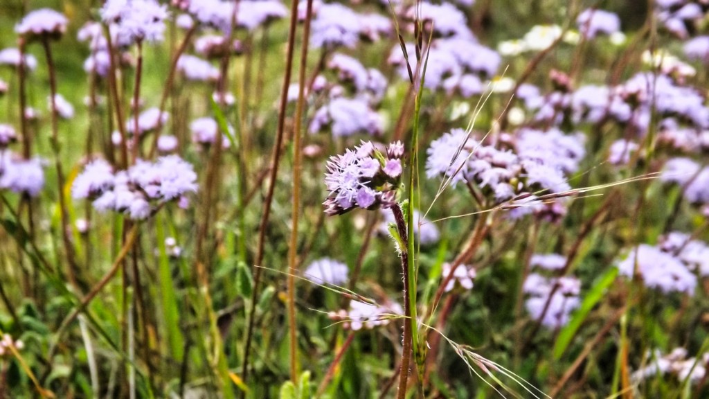 Foto: Flores en Villapinzón - Villapinzón (Cundinamarca), Colombia