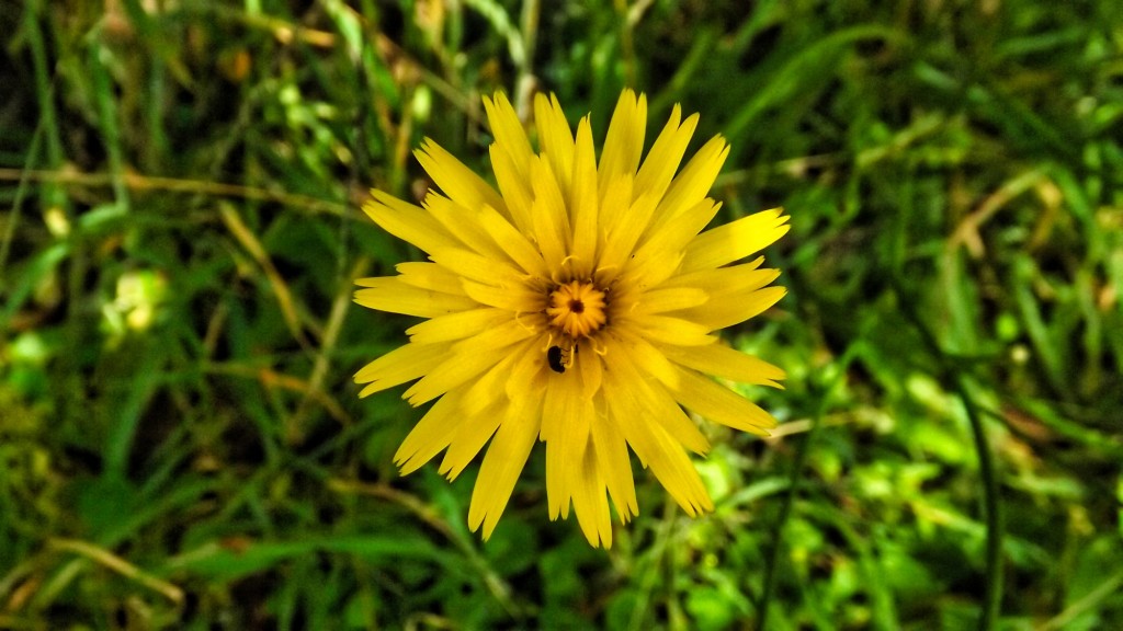 Foto: Flores en Villapinzón - Diente de león - Villapinzón, Colombia