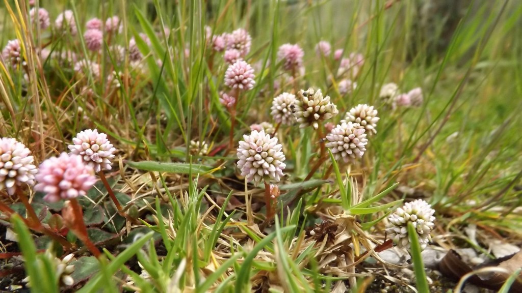 Foto: Flores en Villapinzón - Villapinzón (Cundinamarca), Colombia