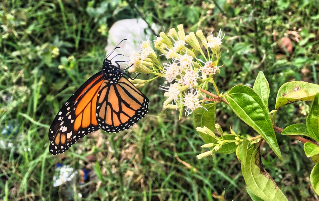 Foto: Mariposa Monarca - Santander, Colombia