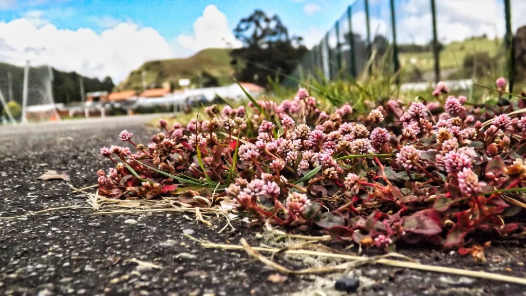 Foto: Flores en Villapinzón - Villapinzón (Cundinamarca), Colombia