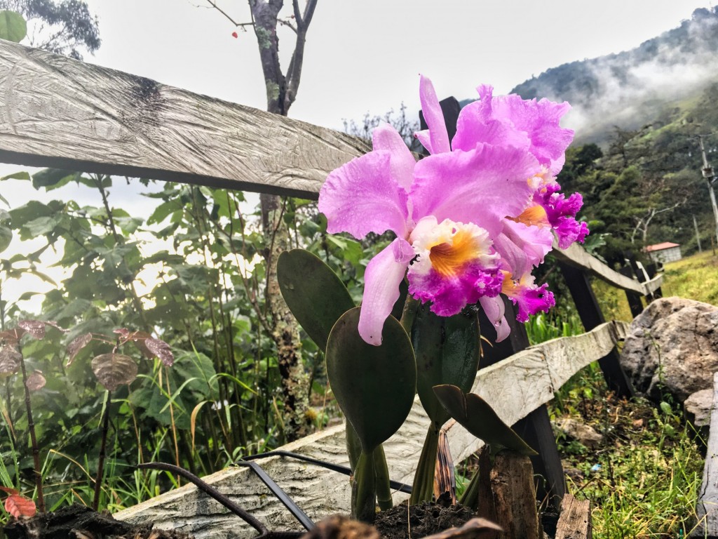 Foto: la orquídea - Tona Santander, Colombia