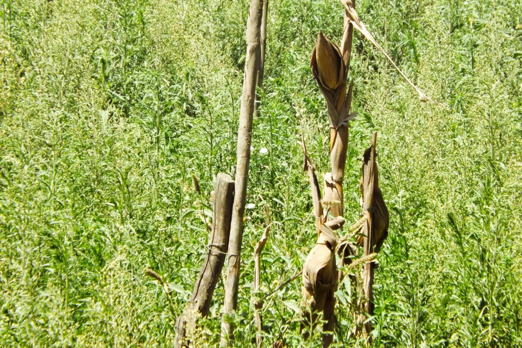 Foto de Matanza (Santander), Colombia