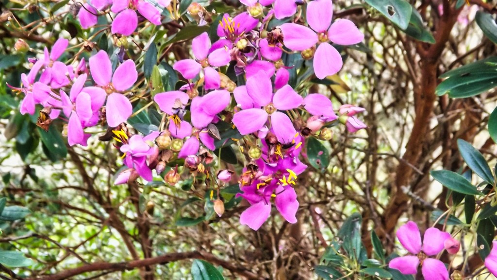 Foto: Flores en Villapinzón - Villapinzón (Cundinamarca), Colombia