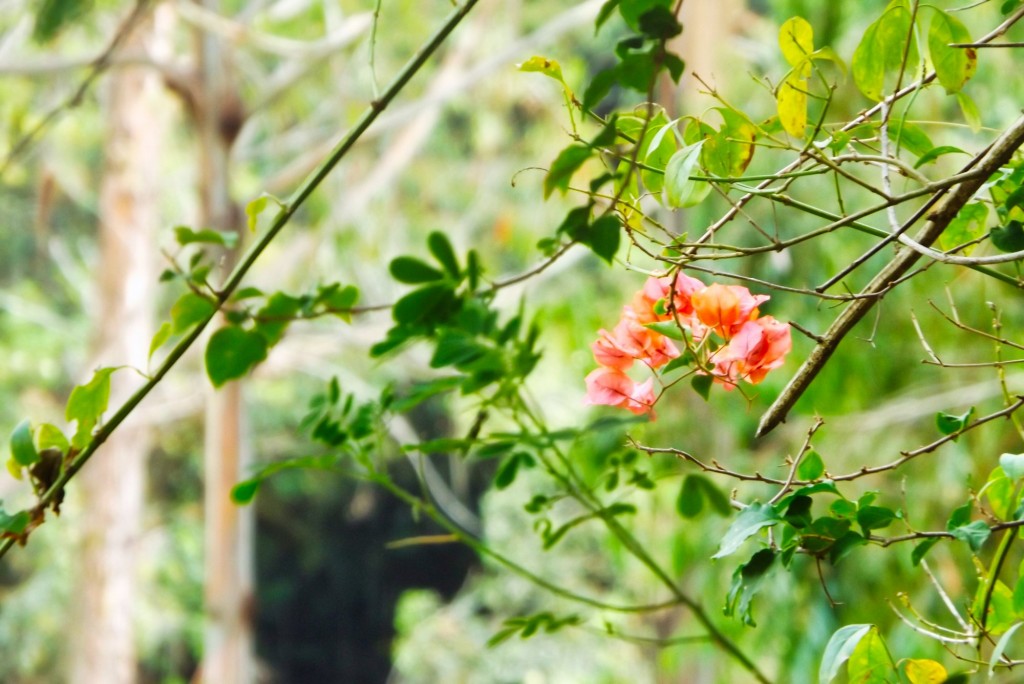 Foto de Santander, Colombia
