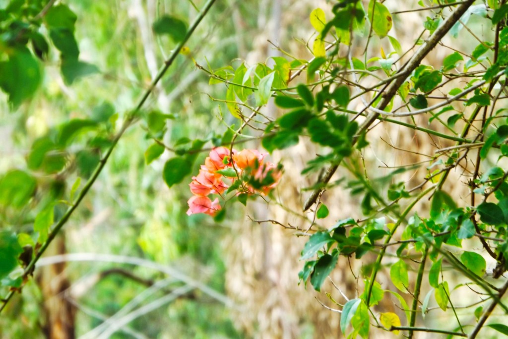 Foto de Santander, Colombia