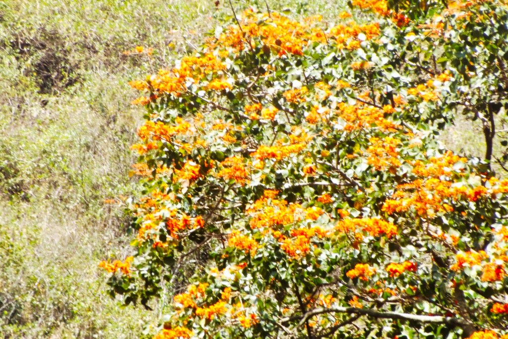 Foto de Matanza (Santander), Colombia
