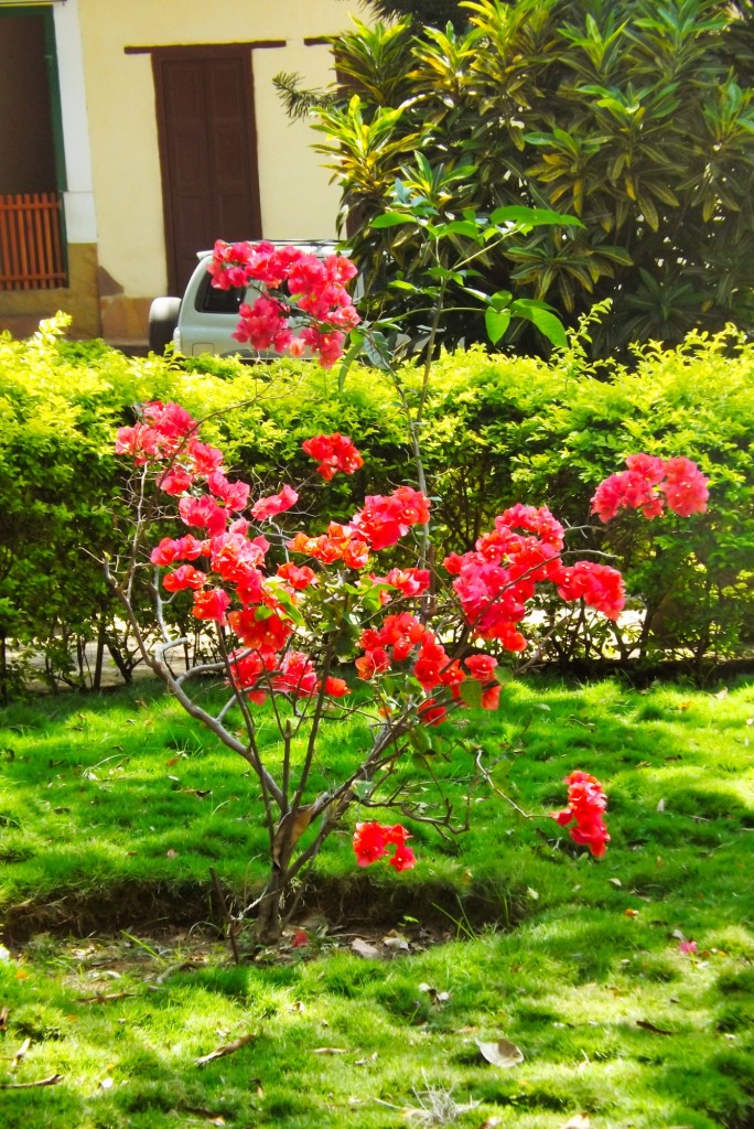 Foto: FLORES Y PLANTAS  parque principal - Galán (Santander), Colombia