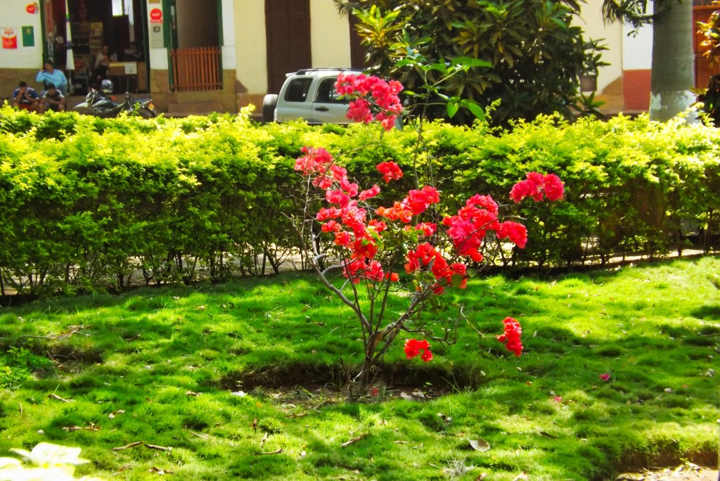 Foto: FLORES Y PLANTAS  parque principal - Galán (Santander), Colombia