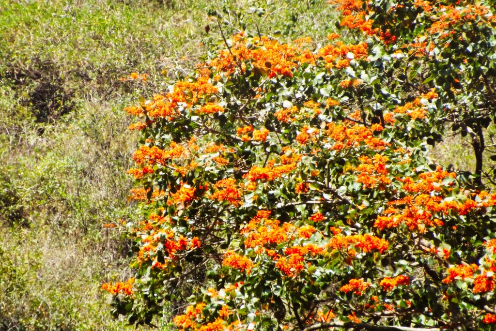 Foto de Matanza Santander (Santander), Colombia