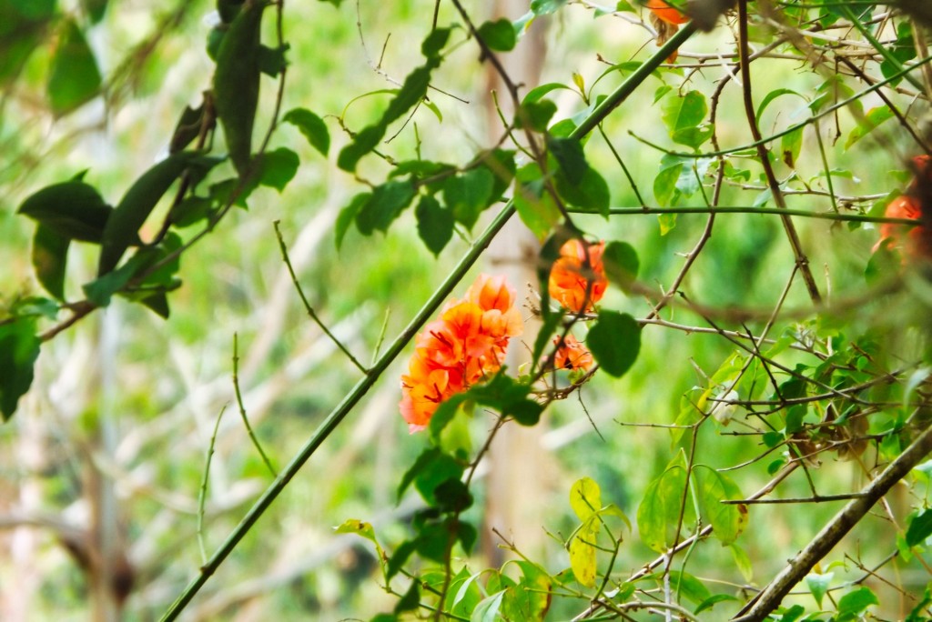 Foto de Santander, Colombia