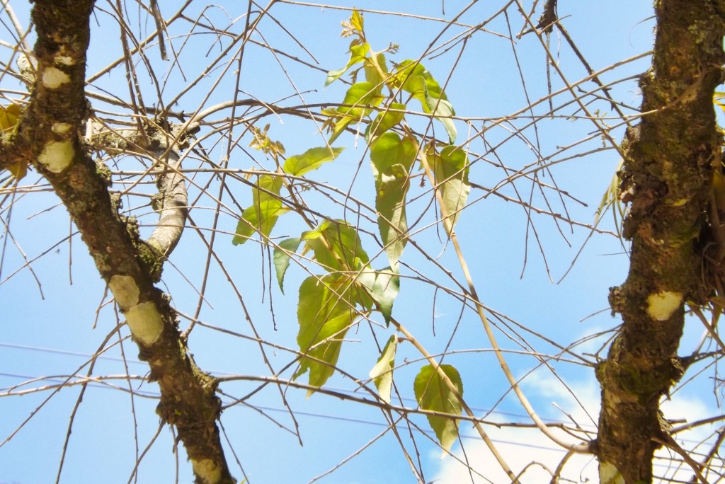 Foto de Matanza (Santander), Colombia